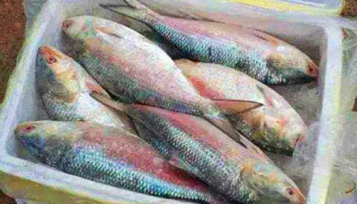 ভারতে পাচারকালে তাহিরপুর সীমান্তে ৪৬ কেজি ইলিশ জব্দ