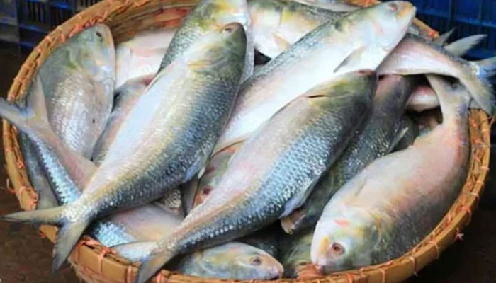 দুর্গাপূজায় ভারতে যাবে না ইলিশ : প্রাণিসম্পদ উপদেষ্টা
