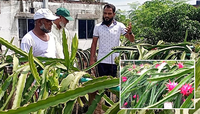 ফুলবাড়ীতে ছাদে ড্রাগন চাষে সফল সেনা সদস্য সুমন