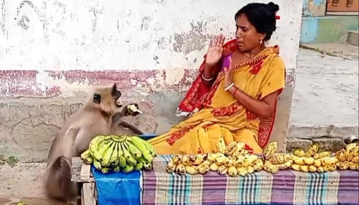 ফুলবাড়ীতে কলা বিক্রেতার সাথে বানরের কাণ্ড!