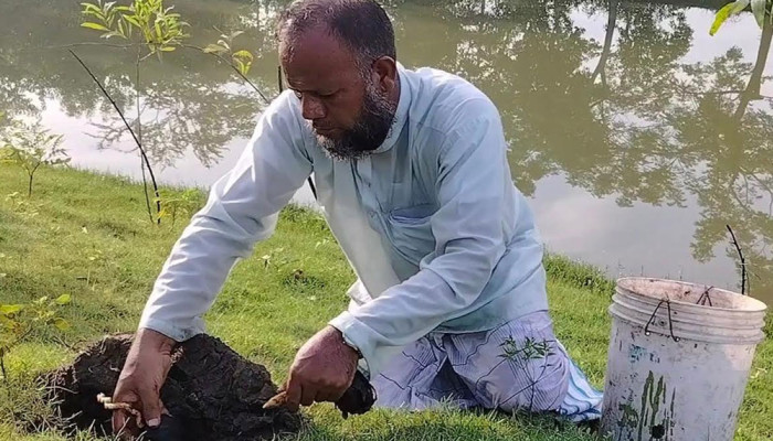 কলাপাড়ায় কৃষকের  উদ্যোগে সড়কের পাশে ৩৫হাজার তালের বীজ রোপণ