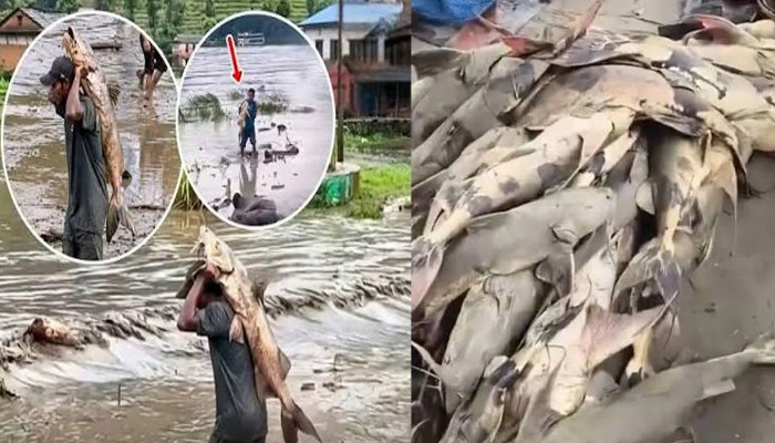 নেপালে বন্যার পানিতে ভেসে আসা মাছ খাওয়া নিয়ে সতর্কতা জারি
