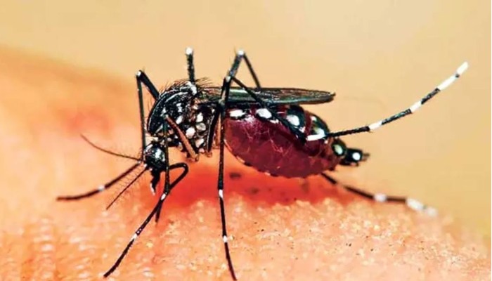 ডেঙ্গুতে আরও চারজনের মৃত্যু