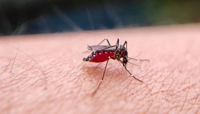 ডেঙ্গুতে আরও ৭ জনের মৃত্যু, হাসপাতালে ১৩৭৩